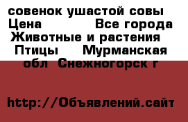 совенок ушастой совы › Цена ­ 5 000 - Все города Животные и растения » Птицы   . Мурманская обл.,Снежногорск г.